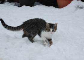 Image of a cat stalking through the snow