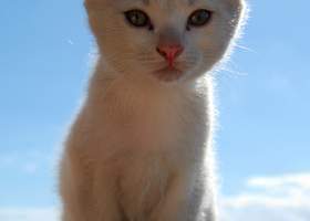 Image of a white kitten looking at the viewer with a clear sky behind it